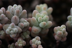 Sedum pedicellatum