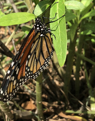Danaus plexippus