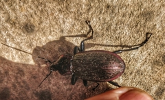 Carabus morbillosus