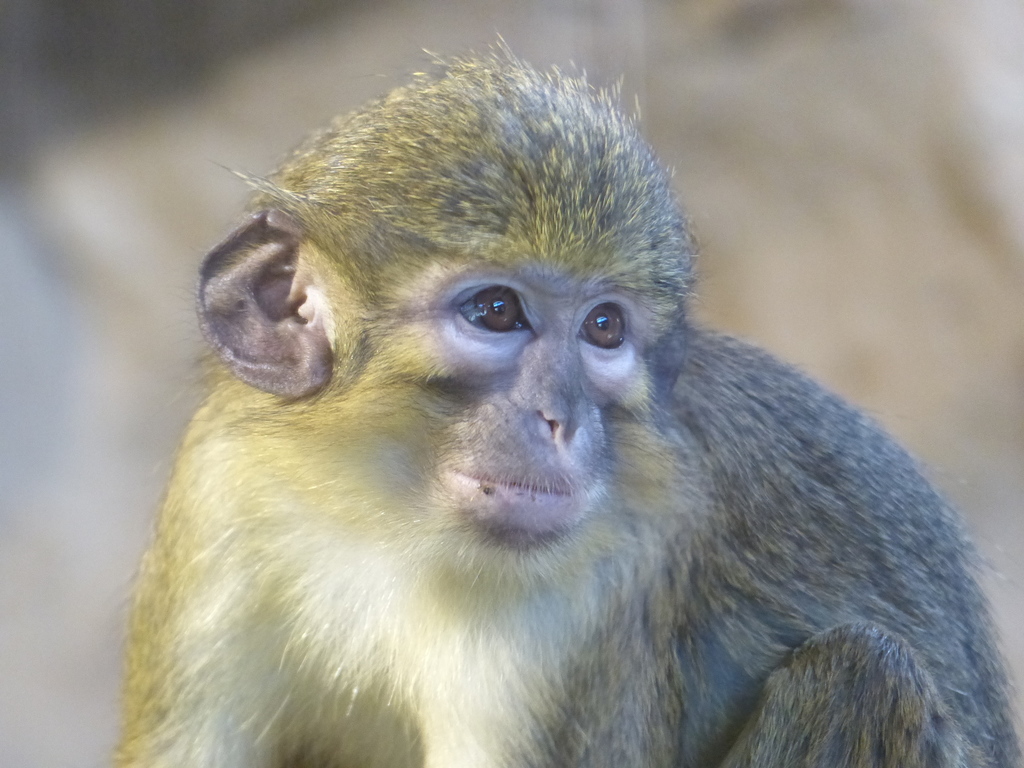 Gabon Talapoin