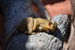 Gabon Talapoin photo 4