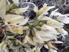 Astragalus speirocarpus