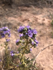 Phacelia corrugata