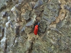 Phyllocladus kasantsevi