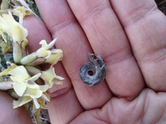 Astragalus speirocarpus