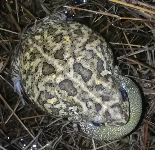 Guttural Toad