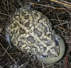 Sclerophrys gutturalis