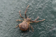 Pycnaxis
