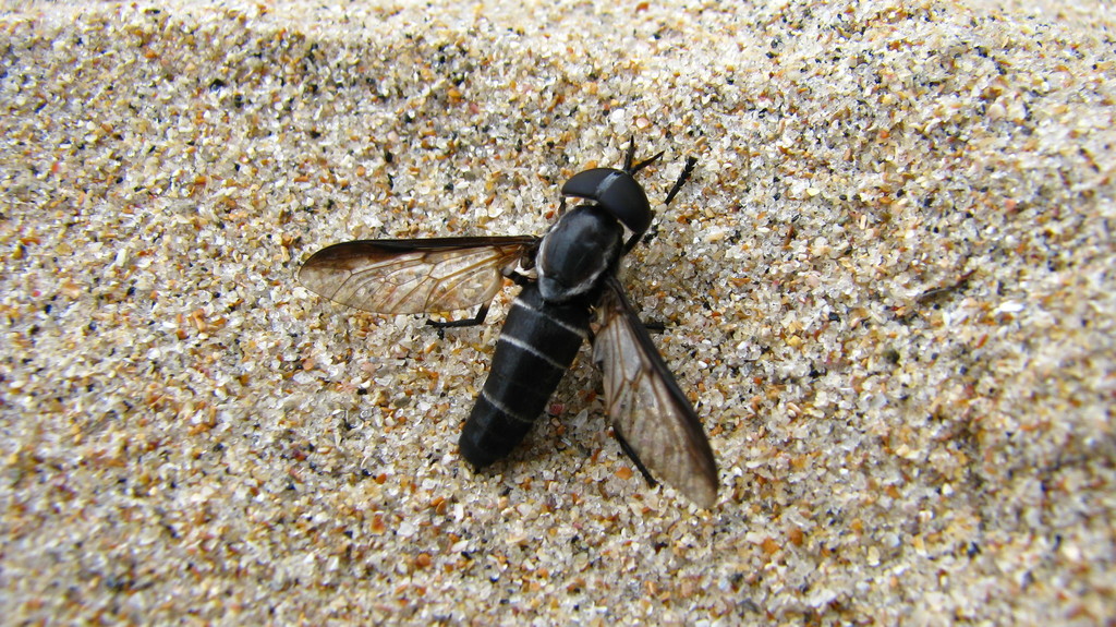 Pseudacanthocera