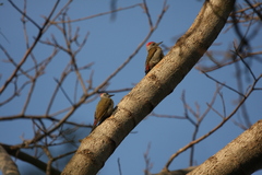 Chloropicus goertae