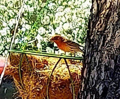 Haemorhous mexicanus
