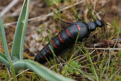 Berberomeloe comunero