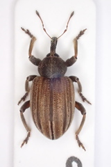Hypera striata