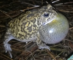 Sclerophrys gutturalis