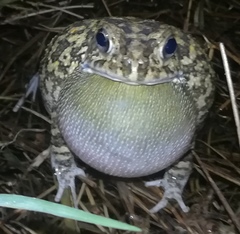 Sclerophrys gutturalis