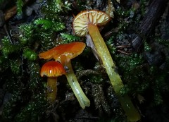 Hygrocybe minutula