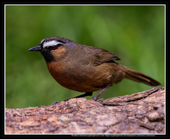 Montecincla cachinnans