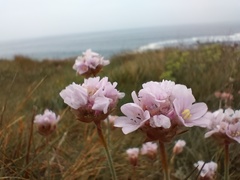 Armeria pubigera