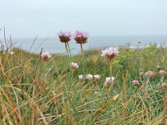 Armeria pubigera