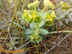 Euphorbia portlandica