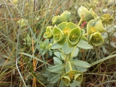 Euphorbia portlandica