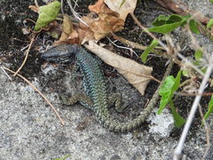 Podarcis muralis