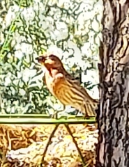 Haemorhous mexicanus