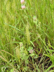 Gastridium phleoides