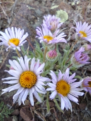 Erigeron poliospermus
