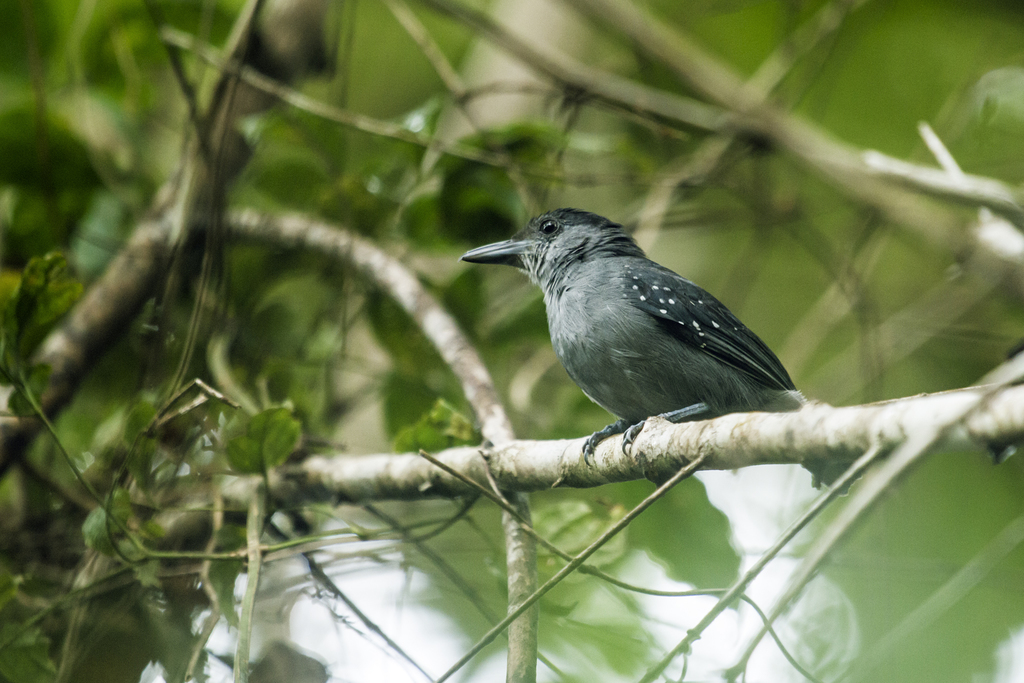 Spot-Winged Antshrike