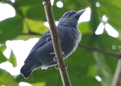 Spot-winged Antshrike