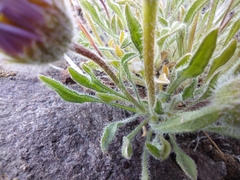 Erigeron poliospermus