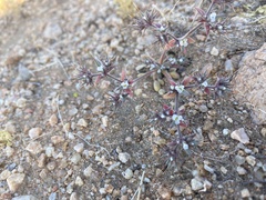 Chorizanthe spinosa