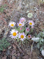 Erigeron poliospermus