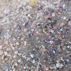 Chorizanthe spinosa