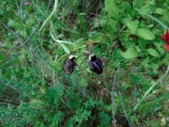 Ophrys
