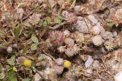 Trifolium argutum