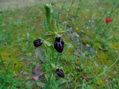Ophrys