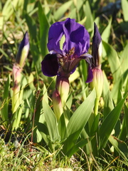 Iris