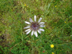 Tragopogon eriospermus