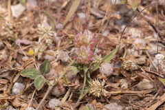Trifolium argutum