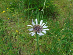 Tragopogon eriospermus