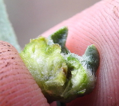 Rhopalomyia erigerontis