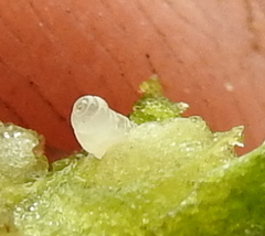 Rhopalomyia erigerontis