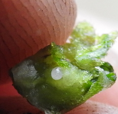 Rhopalomyia erigerontis