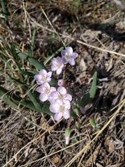 Claytonia rosea