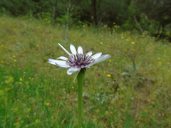 Tragopogon eriospermus
