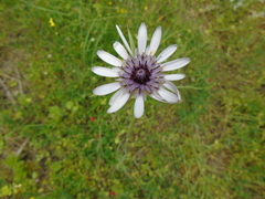 Tragopogon eriospermus