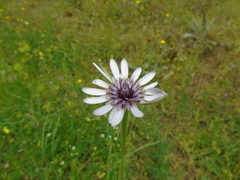 Tragopogon eriospermus