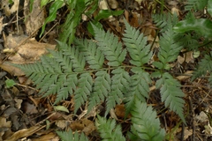 Polystichum oculatum